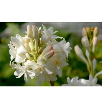 Ataras Rajanigandha, 5 ml