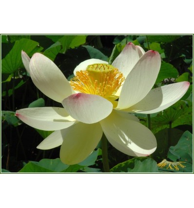 Ataras baltojo lotoso, 5 ml