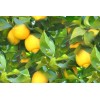 Eterinis citrinų aliejus, 5 ml